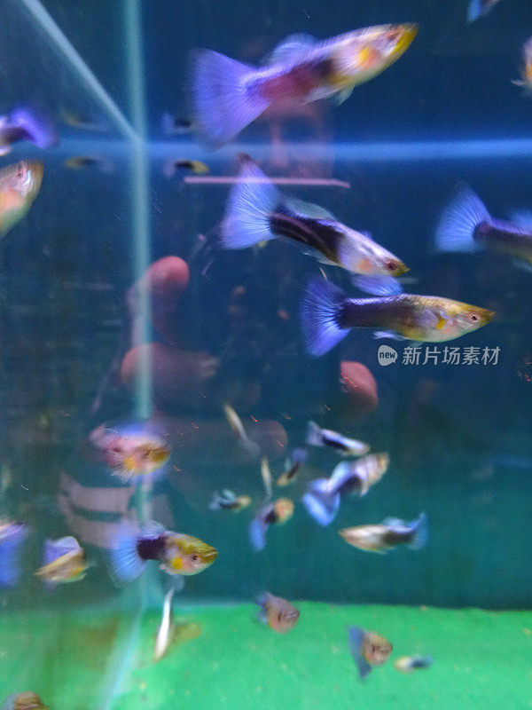 热带鱼缸水族馆图片，蓝尾孔雀鱼/雄孔雀鱼